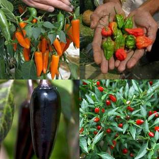 ibains Ghee chilli seeds 410 Seed