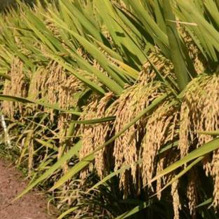 SeeGreen Rice Paddy Seeds, Miniket Paddy For Puja, Germination Paddy Seed
