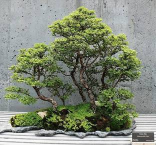 NooElec Seeds India Dwarf Chinese Elm Bonsai Tree Seed