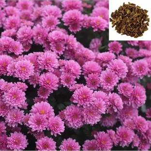 BEE Garden Indian Chrysanthemum Hybrids Mixed Flower Seeds (50 Seeds, Multicolor) Seed