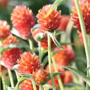 STARKC Orange Gomphrena Seed