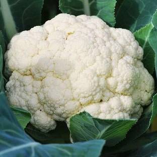 CYBEXIS KGF -20 - Cauliflower White Vegetable - (450 Seeds) Seed