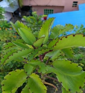 wequality Bryophyllum leaf plant/Pathorkuchi leaf plant seeds/Pathorchatta plant Seed