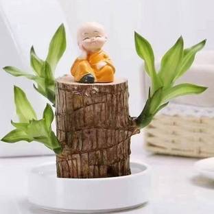 Brazil Lucky Brazil Wood Potted Plant,, Original Brazilian Lucky Wood Live Stick Plant Seed