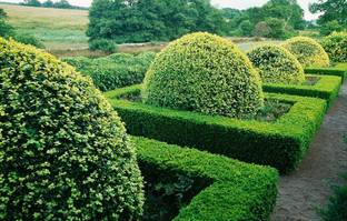 VibeX ® XXL-9 Winter Gem Boxwood Seed
