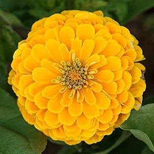 CYBEXIS Zinnia Canary Yellow Coral Beauty Colors Flower Seed Seed