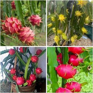 wequality Mix Dragon fruit seeds/Dragon fruit seed 16 Seed