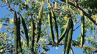 CYBEXIS XL-63 - Dwarf Moringa Tree - (450 Seeds) Seed