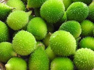 GREENSEA Hybrid Kantola, Kakoda, Kakrol Seed