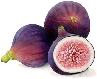 CARIBBEAN IMPORTED HYBRID FIG ANJEER FRUIT Seed