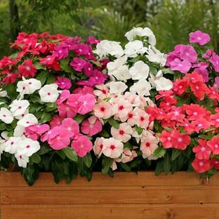 Arshiayat Vinca Mixed Flower Seed
