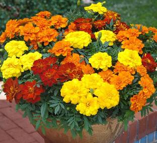 BSARKAR mix color variety marigold Flowers seed, marigold Flowers seed Seed