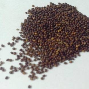 TRADINGSPHERE Beej Tulsi - Tulsi Manjari - Tulsi Seed - Shyama Tulsi Seeds (Edible) Seed