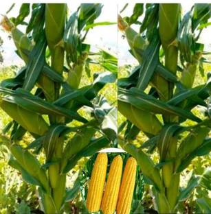 Vermag corn, maki, popcorn Seed