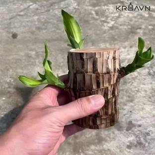 coollest lucky brazilian wood Mini Brazalian wood, Dracaena Colorama Plant Seed