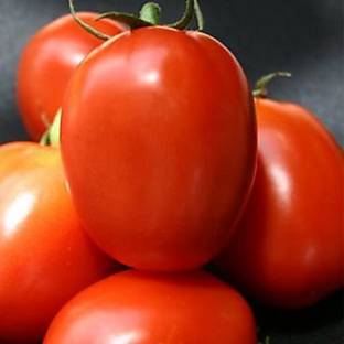 KNESSiN Abhinav Tomato Seed