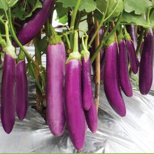 Avysa Fresh eggplant / Aubergine Vietnamese Seed