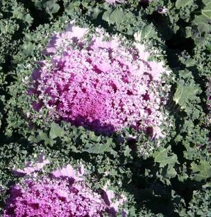 CYBEXIS Ornamental Kale Nagoya Rose Seed