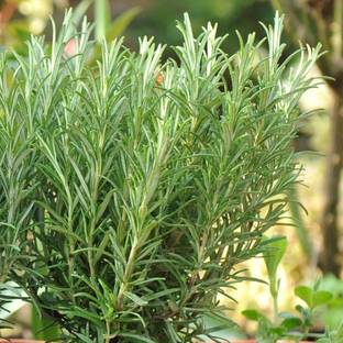 VELSUM Rosemary (Rosmarinus) Herb Plant Seed