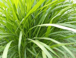 NaturalAgrocare Super Napier grass slips, Pakchong 1, Napier grass slips, Napier grass seed Seed