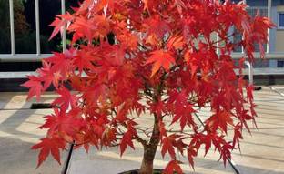 Floral Treasure Rare Maple " Amur Maple " Exotic 10 Tree Seed