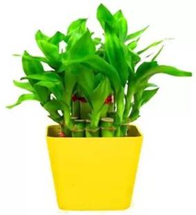 Chalisa Bamboo, Lucky bamboo Seed