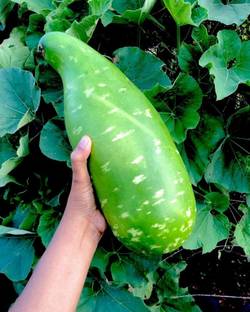 SeeGreen Bottle Gourd Bottle Guard/Lauki Long Seeds/Ghiya/ Doodhi - Desi-40 Seed