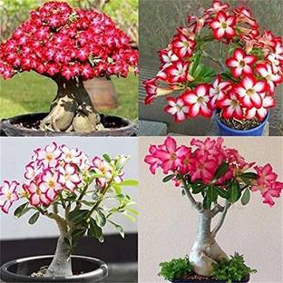 Khushi Prova Adenium Obesum Seed