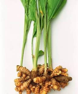 jkfarm Organic raw turmeric, Kachi Haldi, kacha halud Seed