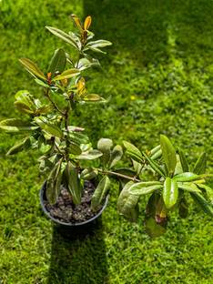 RRNURSERY Sarva Sugandhi - Rare seeds Seed