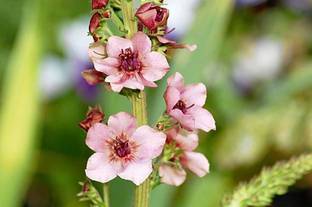 Biosnyg Verbascum, Southern Charm Hybrid [100 Seeds] Seed