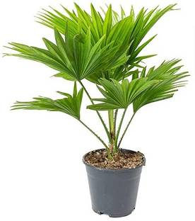Kapebonavista Kapebonavista Saribus rotundifolius footstool palm fan palm Seed