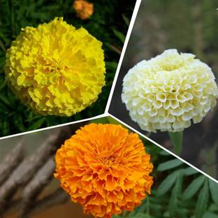 Seedsqlty marigold flower seeds hybrid mix multicolour, high germination (100 seeds) Seed