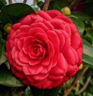 SHYAM All Time Orginal "Red Camellia Flower" plant Tree Seed