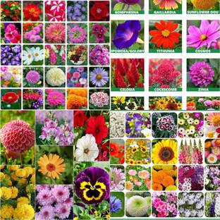 ibains Flower seeds all season biij 202 Seed