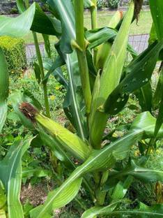 HYBRID 250g, Hybrid Pioneer sigment corn seeds maize seeds highest yield Verity Seed