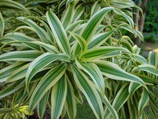 Kapebonavista Dracaena reflexa variegata song of India live plant Seed