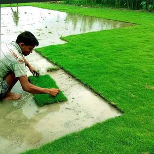 SBGARDEN grass seeds for mat/Lawn Grass Seeds 7800 Seed