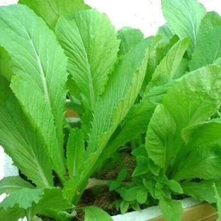 VibeX ® LXI-346 Chinese Mustard Green,GAI Choy Seed