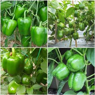 Arshiayat Capcicum vegetable seeds Seed