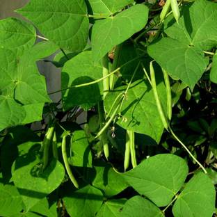 Aywal Vegetable Seeds French Beans Seed