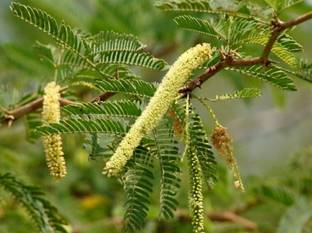 Greenwill Prosopis Cineraria (Shami) Tree Seed