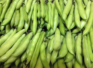 WANCY Broad Beans/Bakla Vegetable बाकला फली Seed