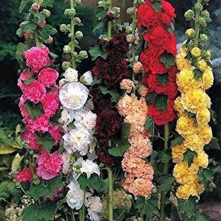MAA Holly Hock Seed