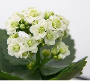 SHYAM White Kalanchoe Flower Plant Seed