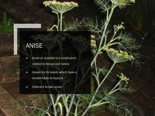VibeX ANISE SEEDS(250 Seeds) Seed