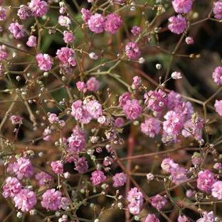 CYBEXIS Gypsophila Gypsy Pink Flower Seeds Seed
