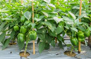 N.G.M. AGROCARE F1 Hybrid Capsicum Vegetable Seed