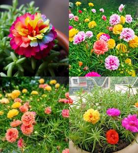 ibains Portulaca flower seeds 10 colours bij 88 Seed