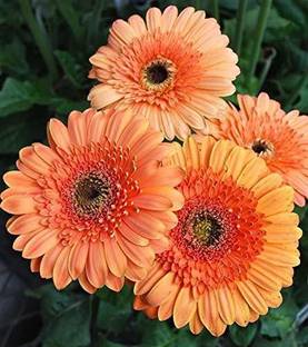 CYBEXIS Rare Flower Plants Gerbera jamesonii,lolipop mango Gerbera Daisy Seed